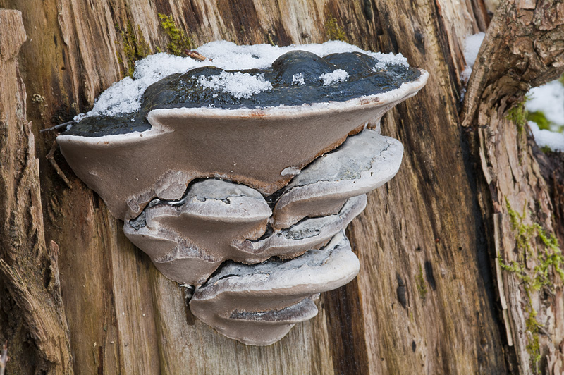 Phellinus igniarius